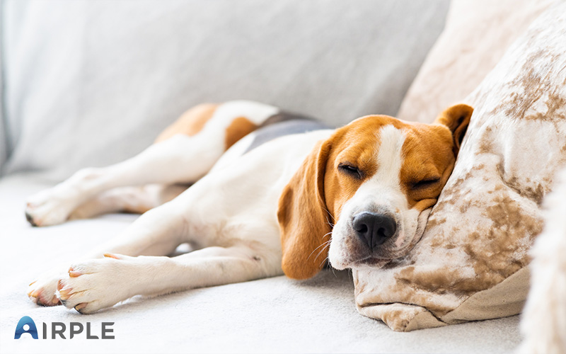 Pet dog sleeping in room with aircon