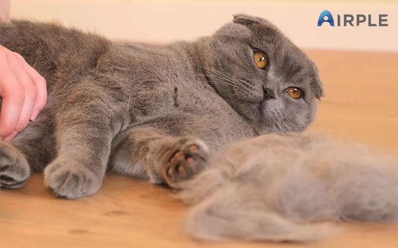 Pet Cat with hair it shed in room with aircon