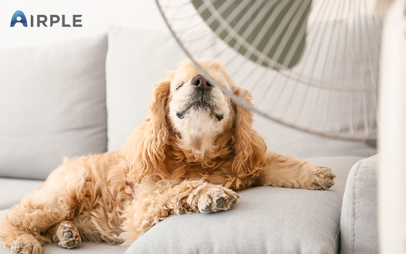 Pet dog enjoying aircon